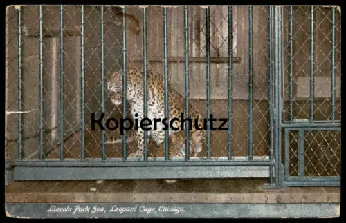 ALTE POSTKARTE LINCOLN PARK ZOO LEOPARD CAGE CHICAGO USA parque Raubtier-Käfig Tierpark AK Ansichtskarte postcard cpa