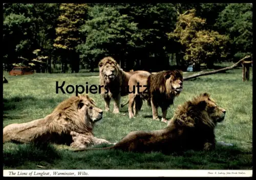 ÄLTERE POSTKARTE THE LIONS OF LONGLEAT WARMINSTER WILTS Lion Löwen Löwe Stamp Arbroath 1320 postcard cpa AK postcard