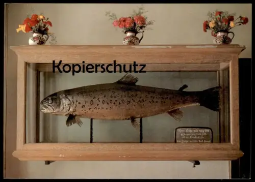 ÄLTERE POSTKARTE SEEFORELLE AUS DEM KÖNIGSSEE R. AMORT EISWINKL BERCHTESGADEN Forelle Fisch fish fishing postcard cpa AK
