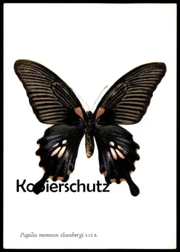 ÄLTERE POSTKARTE PAPILIO MEMNON THUNBERGI SIEB SCHMETTERLING BUTTERFLY Dagvlinder papillon insect insecte postcard AK