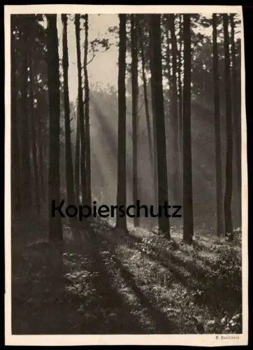 ALTE POSTKARTE LANDSCHAFT WALD G. HANDWERK LANDSCHAFTSSTUDIE Fotografie Photographie photography postcard cpa AK