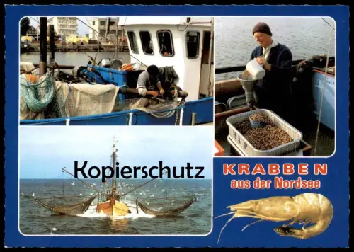 ÄLTERE POSTKARTE KRABBEN AUS DER NORDSEE KRABBENKUTTER SCHIFF KUTTER bateau crabes crabs ship postcard cpa Ansichtskarte