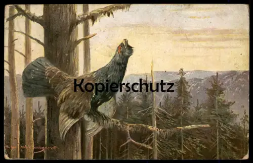ALTE KÜNSTLER POSTKARTE SERIE HAAR- UND FEDERWILD MÜLLER JUN. MÜNCHEN 1901 AUERHAHN JAGD grouse AK postcard cpa