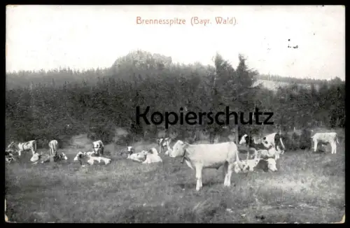 ALTE POSTKARTE BRENNESSPITZE BRENNES GROSSER ARBER PANORAMA GESAMTANSICHT KÜHE BAYERN Ansichtskarte AK cpa postcard