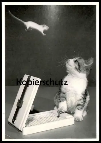 ÄLTERE POSTKARTE JUNGE KATZE & MAUS flying visit mouse cat souris chat Stubentiger Ansichtskarte postcard AK cpa