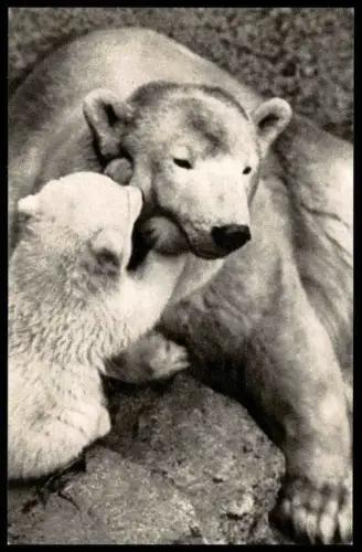 ÄLTERE POSTKARTE OURSE POLAIRE ET SON PETIT EISBÄR Bär blanc ice polar bear Comité National de l'enfance postcard cpa AK