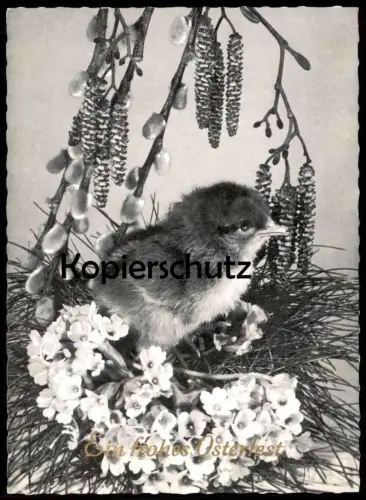 ALTE POSTKARTE EIN FROHES OSTERFEST KÜKEN Ostern Easter poussin biggy chick Schwarz-weiss Foto Photo AK cpa postcard