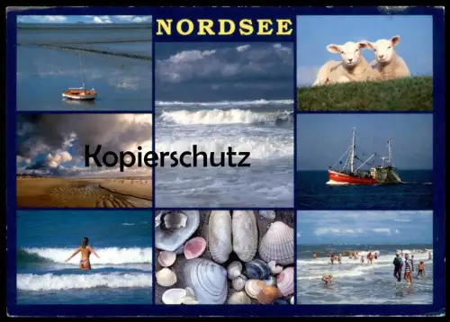 POSTKARTE NORDSEE MEER MUSCHEL COQUILLAGE DE MER SCHAFE FRAU SEMI NUDE WOMAN Sea Shell shell postcard Ansichtskarte