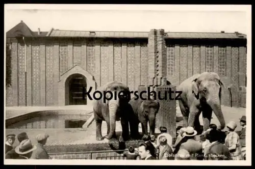 ALTE POSTKARTE ZOO LEIPZIG TIERPARK ELEFANTEN M. PLANSCHBECKEN ELEFANT JARDIN ZOOLOGIQUE PARQUE ELEPHANT Elefante Tusker