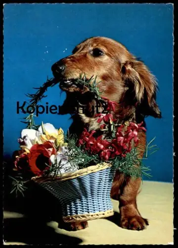 ÄLTERE POSTKARTE DACKEL MIT BLUMENKORB KORB HUND BADGER BASSET Dachshund Teckel basset dog chien Ansichtskarte postcard