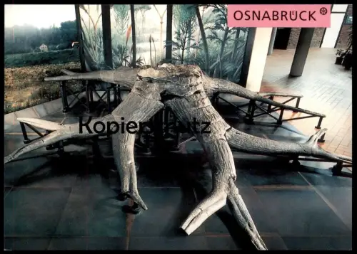 ÄLTERE POSTKARTE OSNABRÜCK SIEGELBAUM AUS DEM PIESBERG PLANETARIUM MUSEUM SCHÖLERBERG Ansichtskarte AK cpa postcard