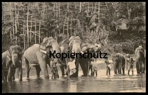 ALTE POSTKARTE TEMPLE ELEPHANTS AT KATUGASTOTA RIVER CEYLON ELEFANT ELEPHANT TUSKER STOSSZAHN Ansichtskarte postcard cpa