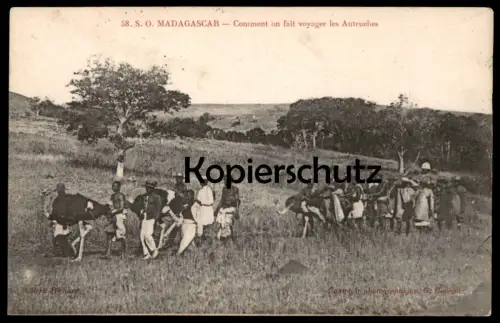 ALTE POSTKARTE MADAGASCAR COMMENT ON FAIT VOYAGER LES AUTRUCHES Vogel Strauss autruche ostrich Madagaskar cpa postcard