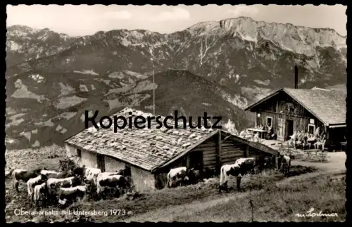 ÄLTERE POSTKARTE OBERAHORNALM MIT UNTERSBERG KÜHE BERCHTESGADEN vaches cows Alm Ansichtskarte AK cpa postcard