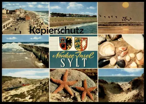 ÄLTERE POSTKARTE INSEL SYLT MUSCHEL SEESTERN sea shell starfish coquillage de mer cpa postcard AK Ansichtskarte