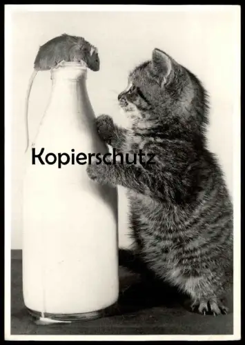 ÄLTERE POSTKARTE JUNGE KATZE & MAUS MILCHFLASCHE MILCH mouse cat souris chat Stubentiger Ansichtskarte postcard AK cpa
