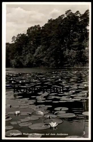 ALTE POSTKARTE MISDROY SEEROSEN AUF DEM JORDANSEE MIEDZYZDROJE Polen Polska Poland Ansichtskarte cpa postcard AK