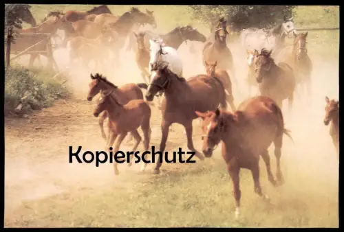 ÄLTERE POSTKARTE FOHLEN STUTE TRAKEHNER SCHIMMEL PFERDE WEIDE WIESE horses horse cheval Pferd Planet Verlag DDR postcard