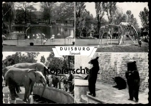 ÄLTERE POSTKARTE DUISBURG TIERPARK ZOO BÄR FLAMINGO GIRAFFE ELEFANTEN ELEFANT JARDIN ZOOLOGIQUE PARQUE ELEPHANT Tusker