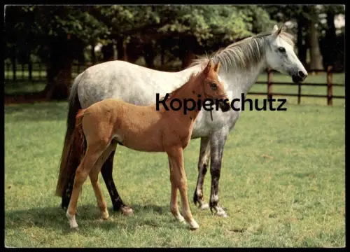ÄLTERE POSTKARTE FOHLEN UND STUTE SCHIMMEL PFERDE WEIDE WIESE horses horse cheval Pferd Ansichtskarte AK postcard cpa