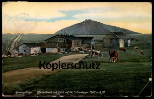 ALTE POSTKARTE RIESENGEBIRGE WIESENBAUDE MIT BLICK AUF SCHNEEKOPPE KÜHE cows vaches Schlesien Ansichtskarte postcard
