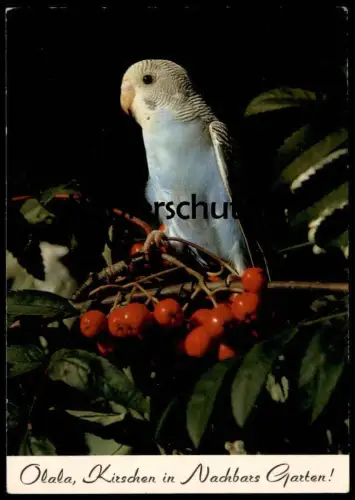 ÄLTERE POSTKARTE WELLENSITTICH HUMOR OLALA KIRSCHEN NACHBARS GARTEN Vogel budgie bird perruche Kirsche cherry postcard