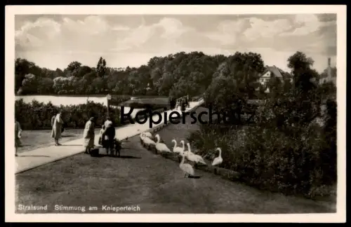 ALTE POSTKARTE STRALSUND STIMMUNG AM KNIEPERTEICH FÜTTERUNG SCHWÄNE swan swans cygnes Teich Ansichtskarte cpa postcard