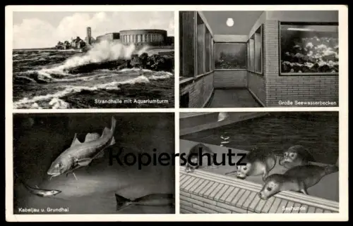 ÄLTERE POSTKARTE WILHELMSHAVEN SEEWASSER-AQUARIUM GRÖSSTES VON EUROPA SEEHUND HAI shark seal Zoo AK cpa postcard
