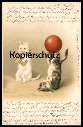 ALTE POSTKARTE KATZEN KATZE ZIRKUSARTIST ZIRKUS circus cirque cat cats chat chats Steno Stenografie postcard cpa AK