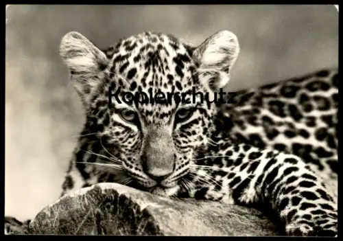 ÄLTERE POSTKARTE ZOOLOGISCHER GARTEN HALLE SAALE LEOPARDENKOPF LEOPARD ZOO TIERPARK JARDIN ZOOLOGIQUE PARQUE AK postcard