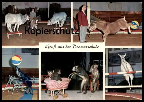 ALTE POSTKARTE GRUSS AUS DER DRESSURSCHULE AFFE ESEL KUH LAMA DRESSUR VERMENSCHLICHT Hamburg Hagenbeck Zoo postcard
