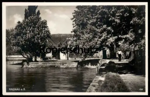ALTE POSTKARTE HAGNAU AM BODENSEE HAFEN KASTANIE Ansichtskarte AK postcard cpa