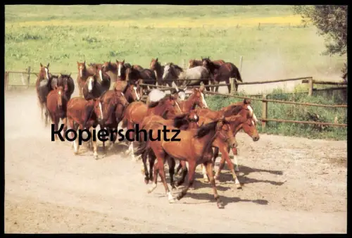 ÄLTERE POSTKARTE WARMBLÜTERHERDE PFERDE WEIDE WIESE horses horse cheval Pferd Planet Verlag DDR Ansichtskarte postcard