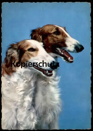 ÄLTERE POSTKARTE COLLIES HUNDE HUND COLLIE colley dog dogs chien chiens cpa postcard Ansichtskarte AK