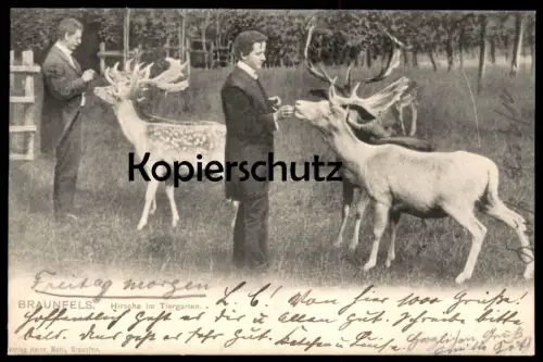 ALTE POSTKARTE BRAUNFELS HIRSCHE IM TIERGARTEN TIERPARK ROTWILD ROE DEER Chevreuil cerf Ansichtskarte AK cpa postcard