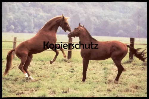 ÄLTERE POSTKARTE EINJÄHRIGE WARMBLUTPFERDE PFERDE WEIDE WIESE horses horse cheval Pferd Planet Verlag DDR postcard cpa