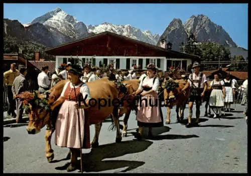 ÄLTERE POSTKARTE ALMABTRIEB FESTSCHMUCK ZUGSPITZGRUPPE ZUGSPITZE BAYERN Kuh Kühe vache cow cows postcard Ansichtskarte