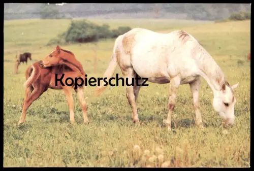 ÄLTERE POSTKARTE FOHLEN UND STUTE SCHIMMEL PFERDE WEIDE WIESE horses horse cheval Pferd Planet Verlag DDR postcard cpa