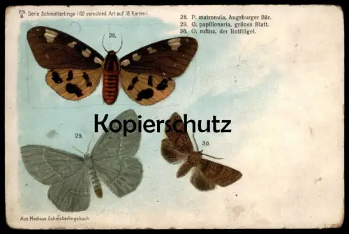 ALTE POSTKARTE SCHMETTERLINGE P. MATRONULA O. PAPILIONARIA O RUFINA ROTFLÜGEL AUGSBURGER BÄR BUTTERFLY Schmetterling AK