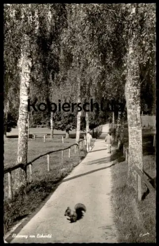 ÄLTERE POSTKARTE BAD WÖRISHOFEN ELSTERWEG AM EICHWALD EICHHÖRNCHEN squirrel écureuil Ansichtskarte AK cpa postcard