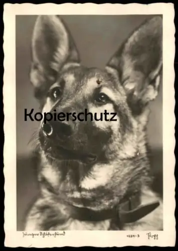 ALTE POSTKARTE JUNGER SCHÄFERHUND german shepherd dog chien berger allemand Verlag Popp Glatz Schlesien postcard AK cpa