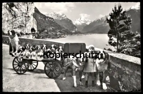 ÄLTERE POSTKARTE FLÜELEN ST. BERNHARD URI BERNHARDINER HUND HUNDE WELPEN dog dogs puppies chien Kind child cpa postcard