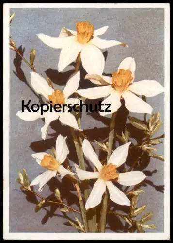 ALTE POSTKARTE BLUMEN NARZISSEN LUCIFER NARZISSE Narcisse Daff Daffodil Daffodils Flowers Fleurs Ansichtskarte postcard