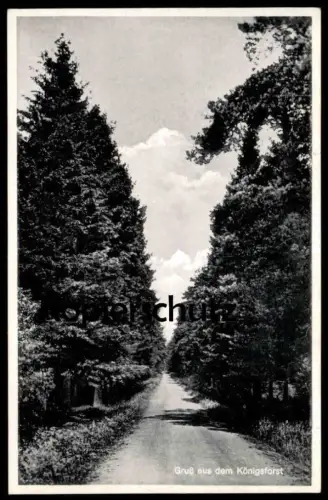 ALTE POSTKARTE GRUSS AUS DEM KÖNIGSFORST KÖLN WALD BÄUME TANNEN FORST PARK Baum Ansichtskarte AK cpa postcard
