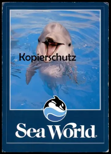 POSTKARTE SEA WORLD A FRIENDLY SMILE FROM ONE OF THE DOLPHINS Delphin-Show Delphine Delfine Delfin Dolphin Dauphin Zoo