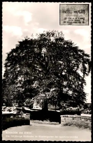 ÄLTERE POSTKARTE REMAGEN 150 JÄHRIGE BLUTBUCHE BAUM TREE ARBRE BUCHE Ansichtskarte AK cpa postcard