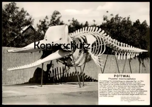 ÄLTERE POSTKARTE POTTWAL SKELETT EINES POTTWALS AUFGESTELLT IN HEIDKATE BEI SCHÖNBERG AMT PROBSTEI WAL WHALE BALEINE AK