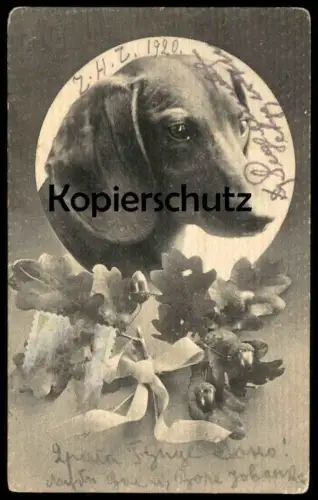 ALTE POSTKARTE DACKEL EICHENLAUB EICHELN EICHE HUND Dachshund Teckel basset dog chien 1920 Verlag aus Berlin AK postcard