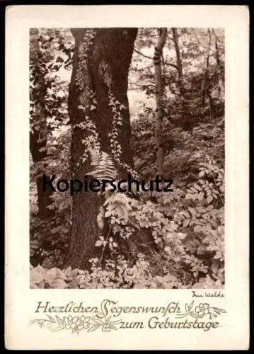 ALTE POSTKARTE IM WALDE HERZLICHEN SEGENWUNSCH ZUM GEBURTSTAGE WALD BAUM FARN BÄUME Botanik Pflanzen botany AK postcard