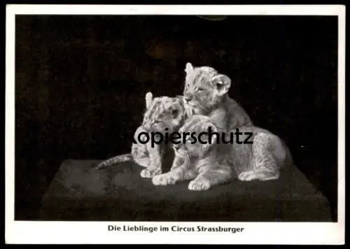 ALTE POSTKARTE DIE LIEBLINGE IM CIRKUS STRASSBURGER TIGER Tiere Zirkus cirque circus tigre Ansichtskarte postcard cpa AK